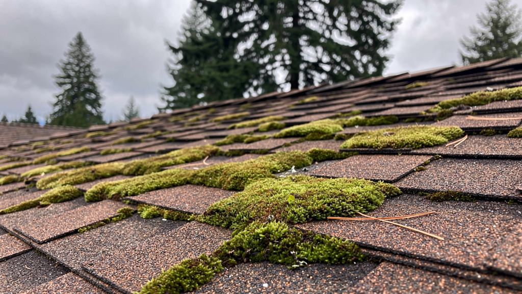 Green moss growing on residential asphalt shingle roof in Seattle